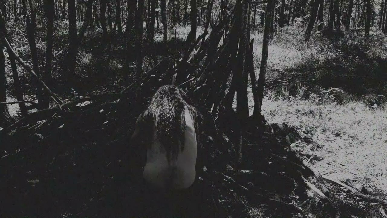 Enigmatic entity Jzovce reveals the spell “Lesy VI”